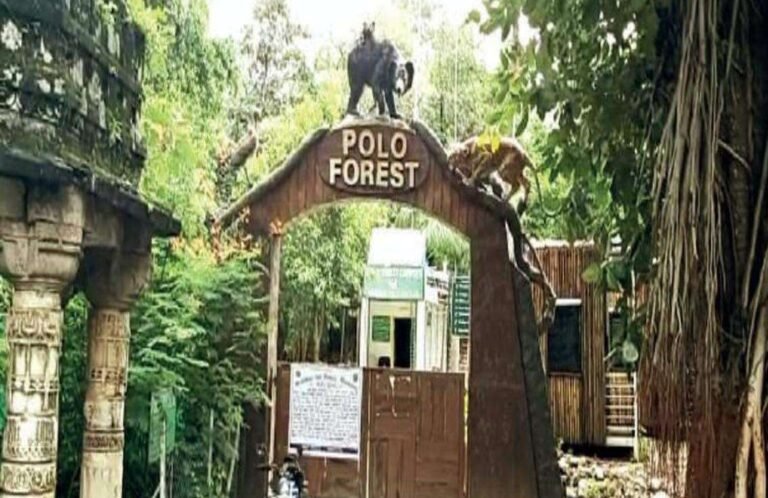 Polo Forest You Need to Know About Polo Forest